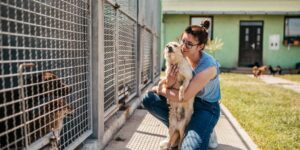 Dogs animal shelter